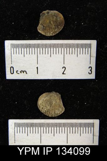 Tropidoleptus carinatus