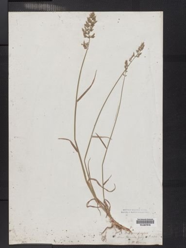 Poa compressa