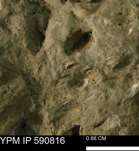 undet. Bivalvia