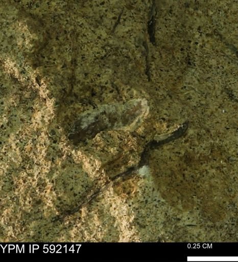 undet. Mollusca