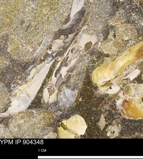 undet. Mollusca