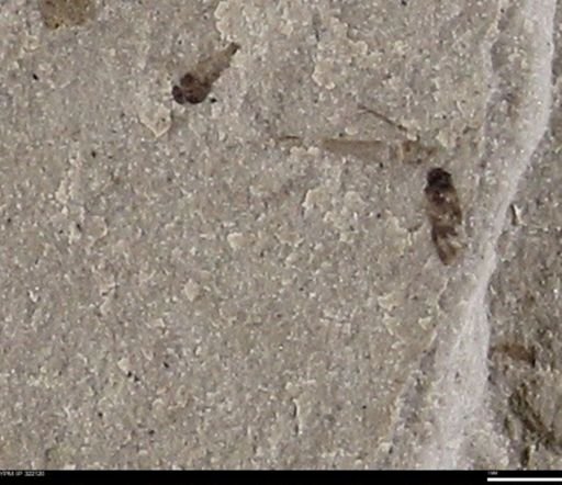 undet. Insecta
