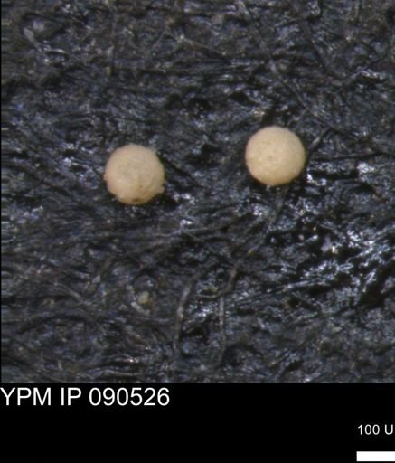 undet. Foraminiferida