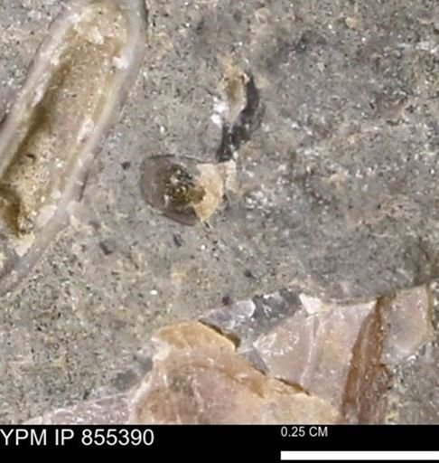 undet. Mollusca