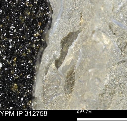 undet. Mollusca