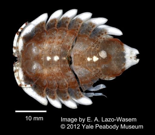 Serolidae