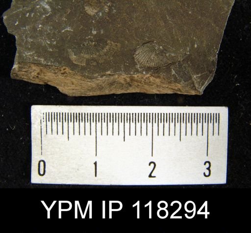 Chonetes tenuistriatus