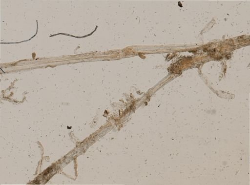 Aetea truncata