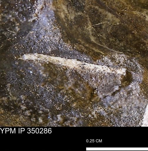 undet. Bivalvia