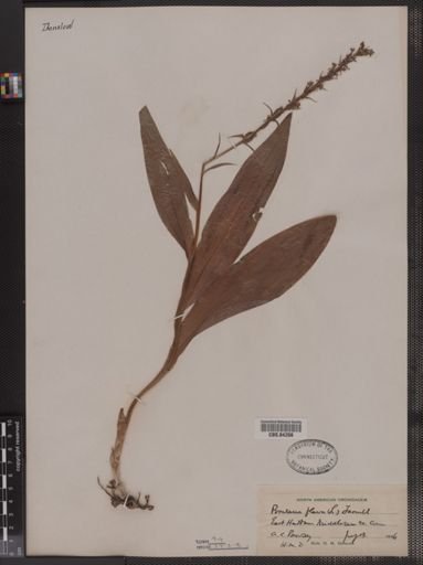 Platanthera flava
