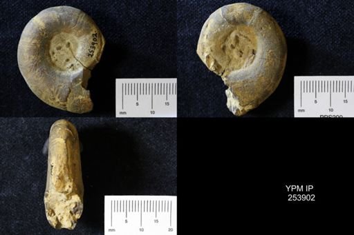Ammonoidea