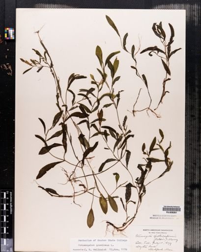 Potamogeton gramineus
