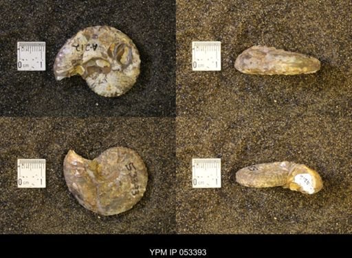 Discoscaphites conradi