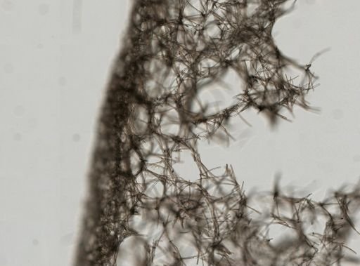 Petrosia (Strongylophora) sp.