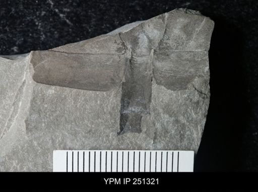 undet. Eurypterida