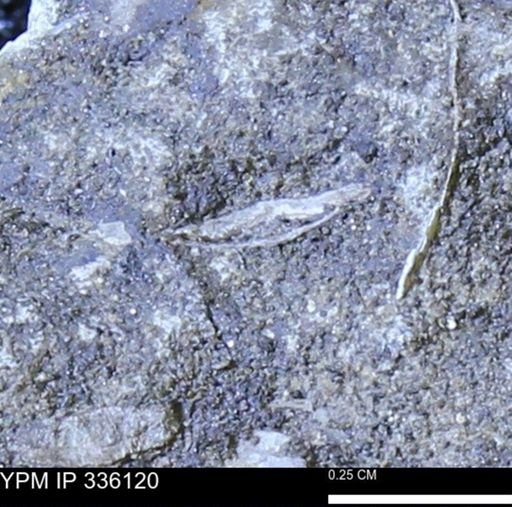 undet. Bivalvia