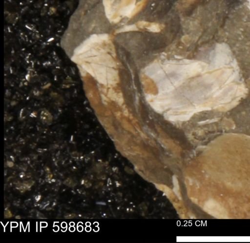 undet. Mollusca