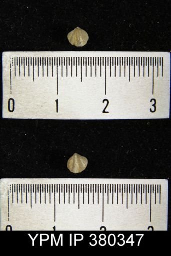 Spirifer crispus simplex
