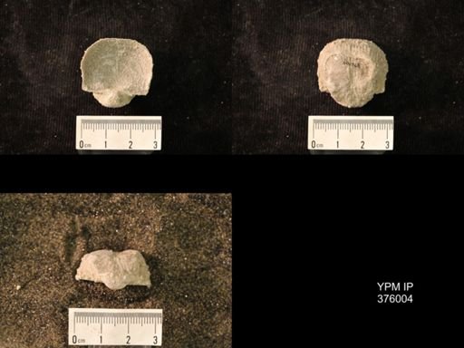 Pustula nebrascensis