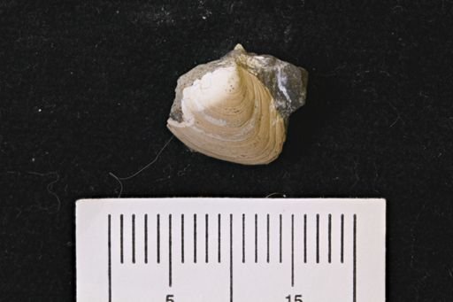Limopsis striatopunctatus