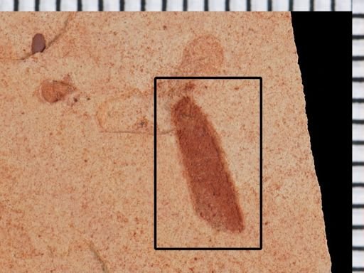 Insecta?