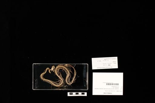 Crotalus viridis