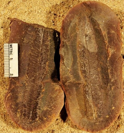 Pecopteris sp.
