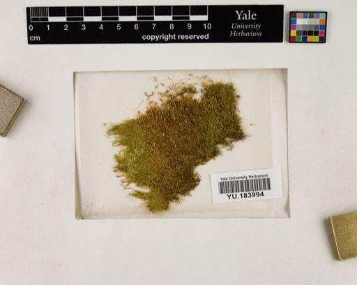 Plantae