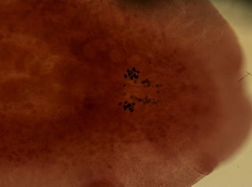Pleioplana atomata