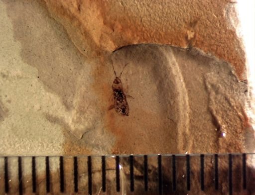 undet. Heteroptera