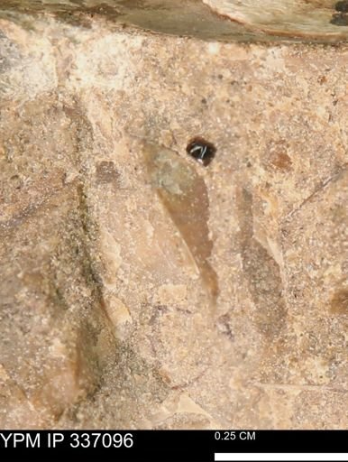undet. Mollusca