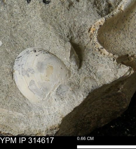 undet. Bivalvia