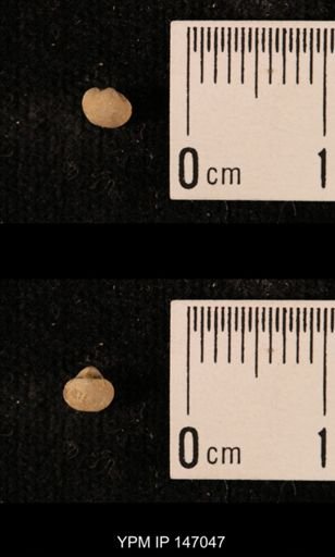 Ambocoelia planoconvexa