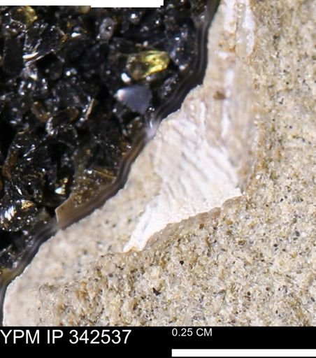 undet. Bivalvia
