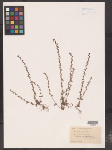 Veronica arvensis