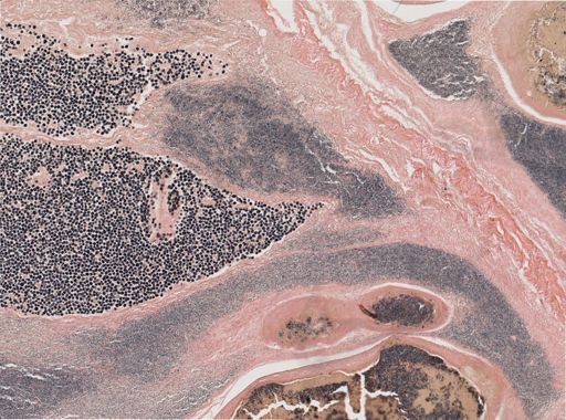 Ichthyosporidium