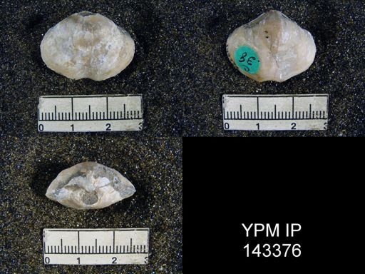 Athyris subexpansa