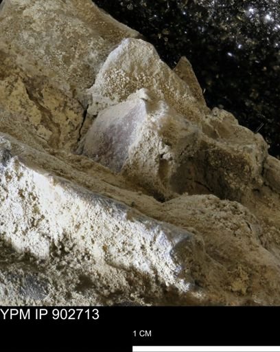Baculites sp.