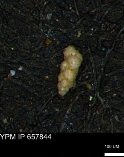 Verneuilinoides kansasensis