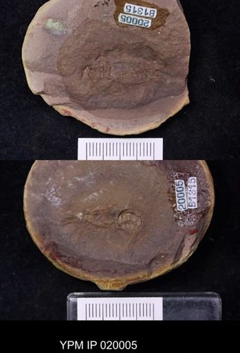 Anthracaris gracilis