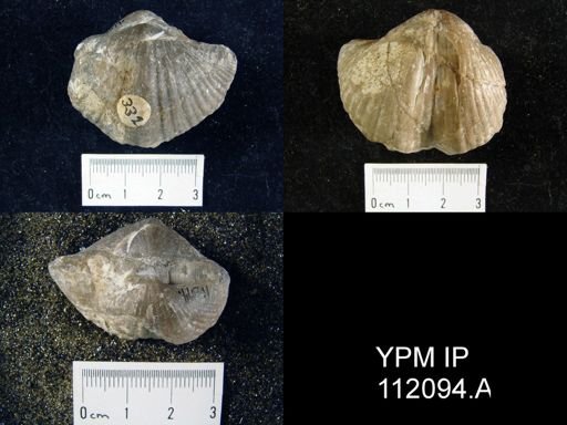 Spirifer plicatella