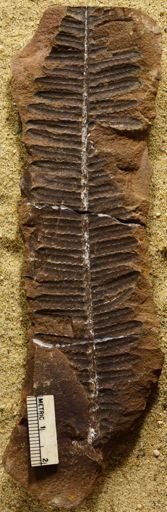Pecopteris oreopteridia