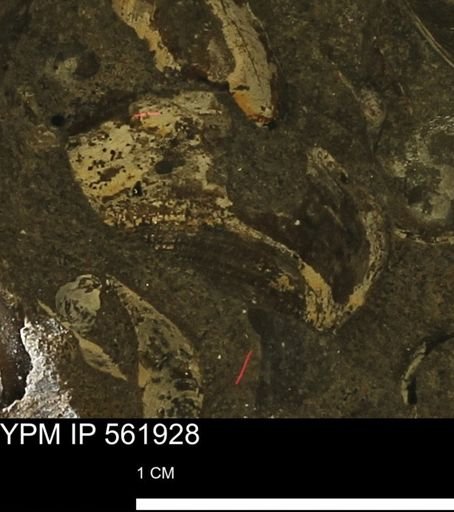 Limopsis sp.