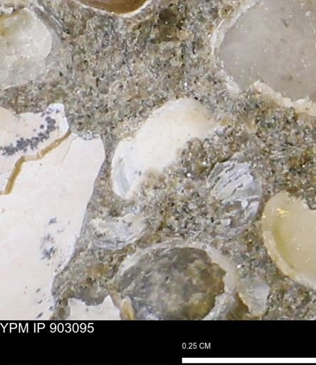 Corbulamella sp.