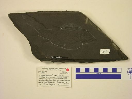Semionotidae