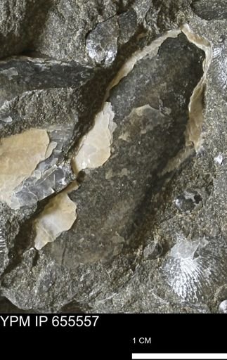 Pseudoptera sp.