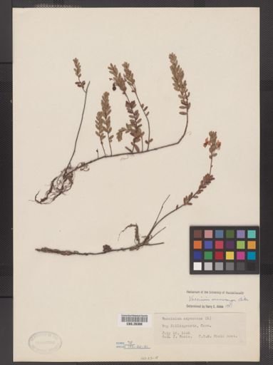 Vaccinium macrocarpon