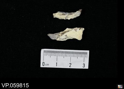 Enchodus sp.