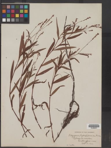 Polygonum hydropiperoides