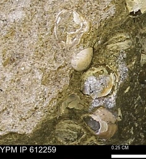 undet. Bivalvia